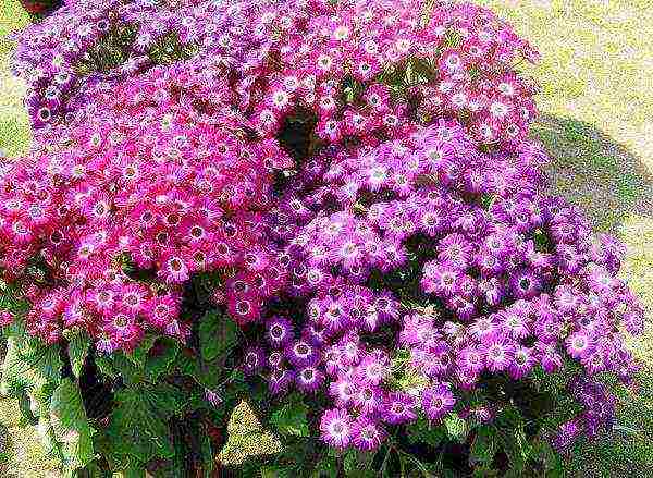 cineraria kaaya-aya na pagtatanim at pag-aayos sa labas