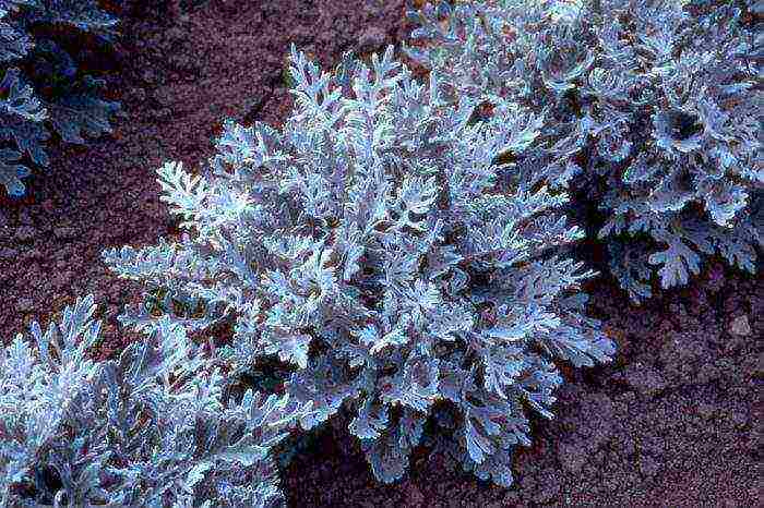 cineraria graceful planting and grooming outdoors