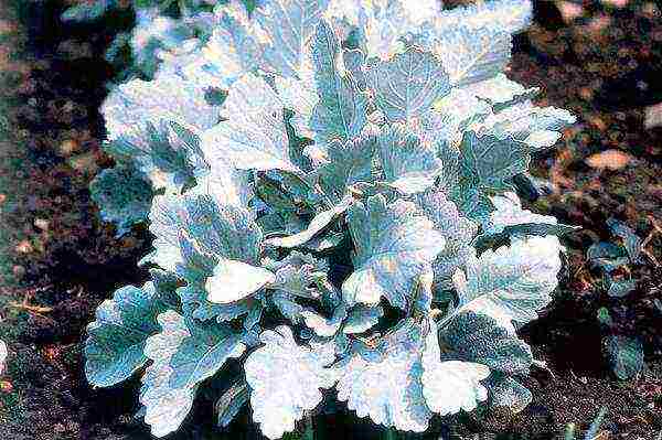 cineraria graceful planting and grooming outdoors