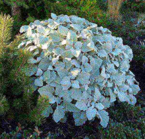 cineraria kaaya-aya na pagtatanim at pag-aayos sa labas