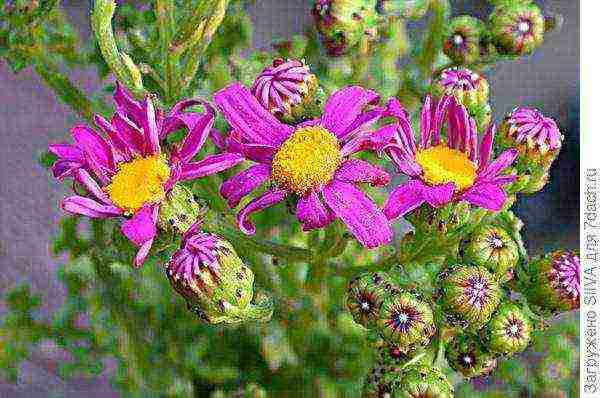 cineraria graceful planting and grooming outdoors