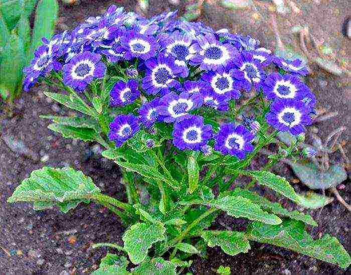 cineraria graceful planting and grooming outdoors