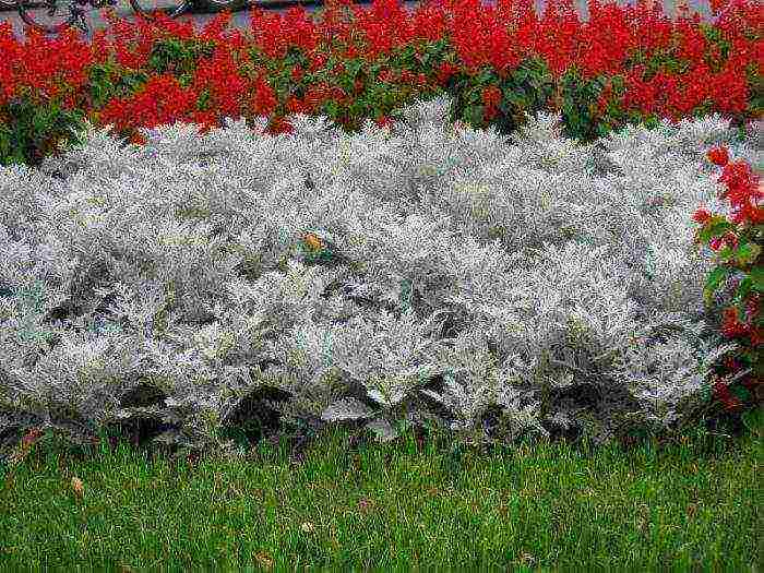 cineraria graceful planting and grooming outdoors