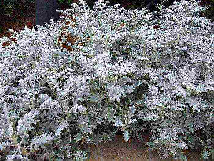 cineraria graceful planting and grooming outdoors