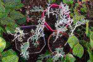 cineraria planting and care in the open field preparing for winter