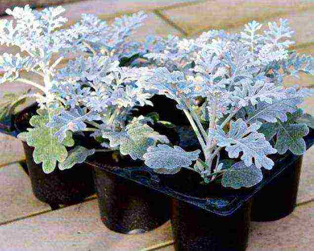 cineraria planting and care in the open field preparing for winter