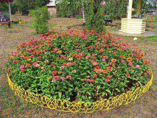 zinnia planting and care in the open field before winter