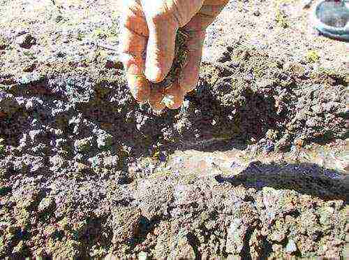 zinnia planting and care in the open field before winter