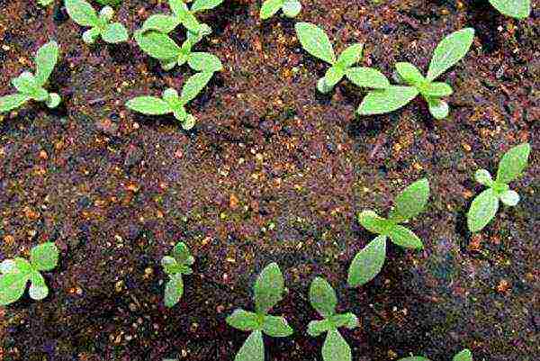 zinnia planting and care in the open field before winter