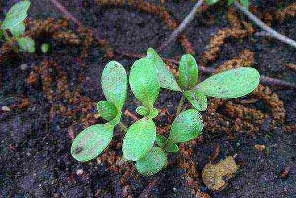 zinnia planting and care in the open field before winter