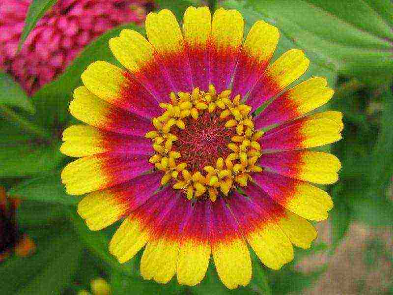 zinnia planting and care in the open field before winter