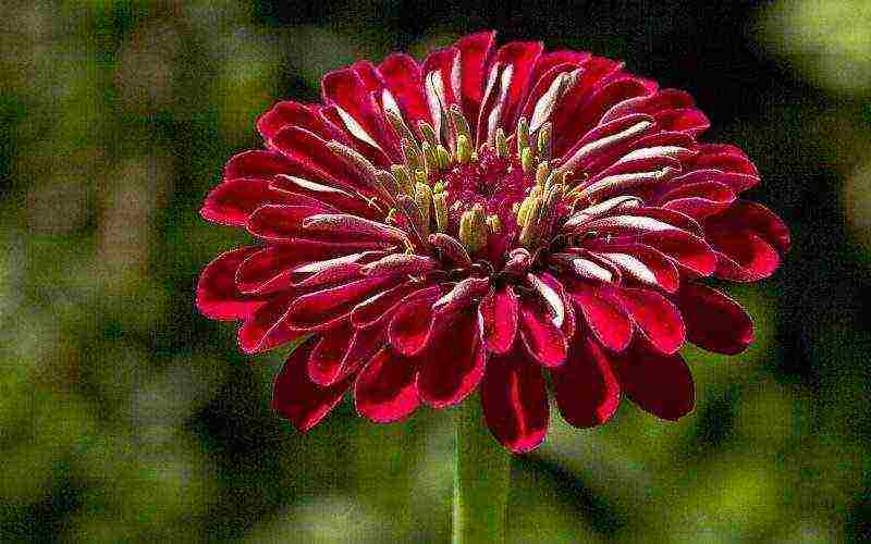 zinnia planting and care in the open field before winter