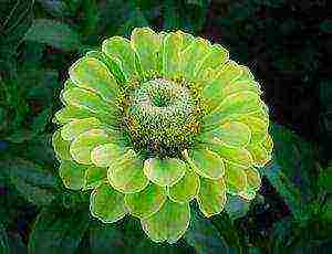 zinnia planting and care in the open field before winter