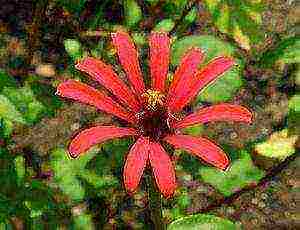 zinnia planting and care in the open field before winter