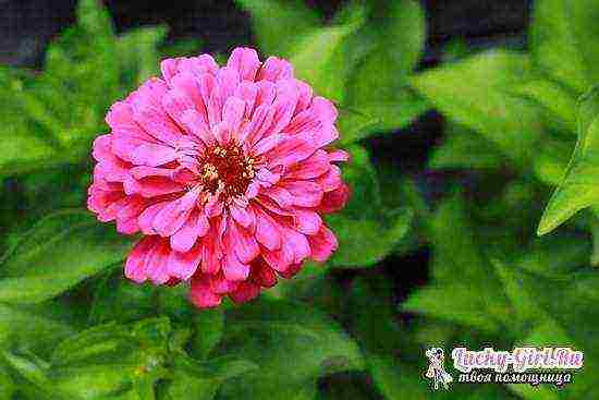 zinnia planting and care in the open field before winter