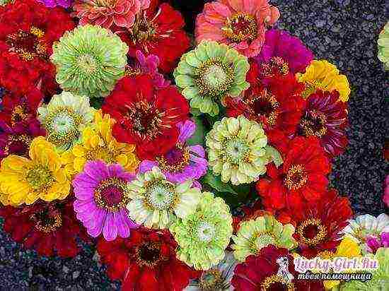 zinnia planting and care in the open field before winter