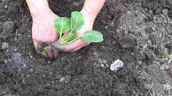 how to grow cauliflower in the sun or in the shade