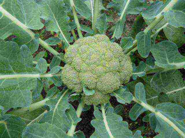 how to grow cauliflower in the sun or in the shade