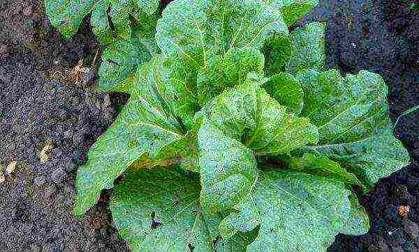 how to grow cauliflower in the sun or shade