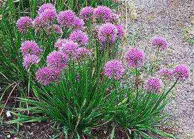 flower allium moth planting and care in the open field