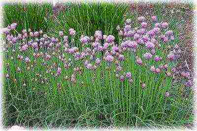 pagtatanim at pag-aalaga ng bulaklak na allium moth sa bukas na bukid