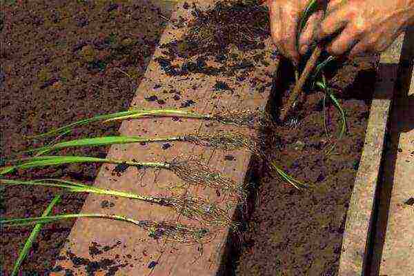 flower allium moth planting and care in the open field