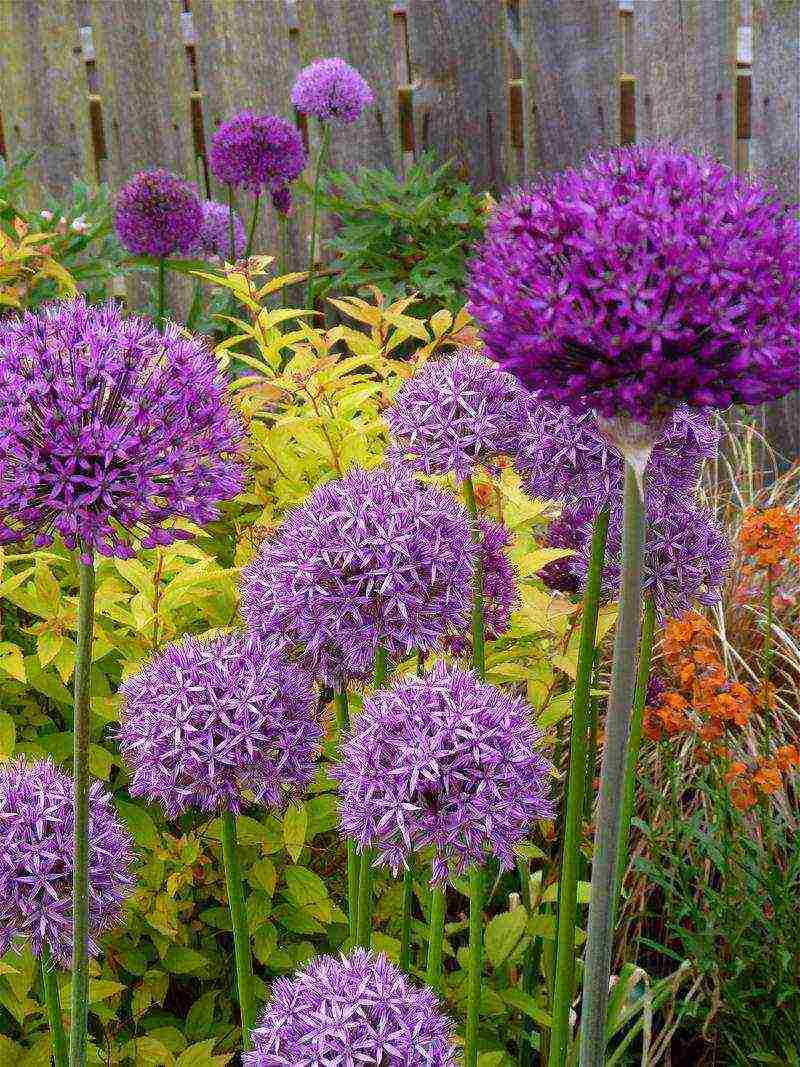 flower allium moth planting and care in the open field