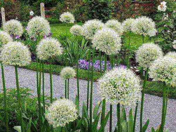 flower allium moth planting and care in the open field