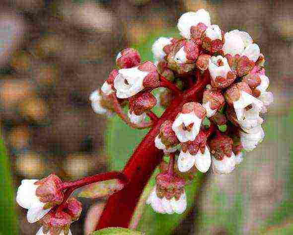 flower badan planting and care in the open field