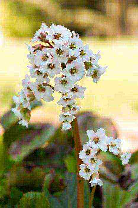 flower badan planting and care in the open field