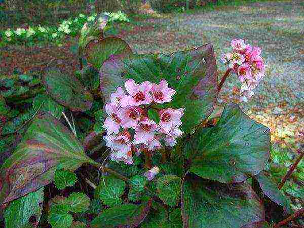 flower badan planting and care in the open field