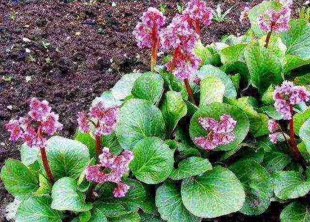 flower badan planting and care in the open field