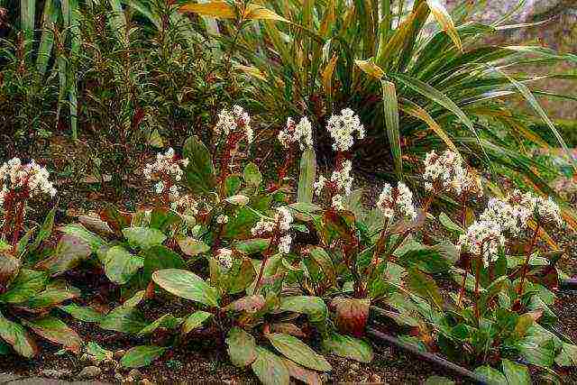 pagtatanim at pangangalaga ng bulaklak sa bukas na bukirin