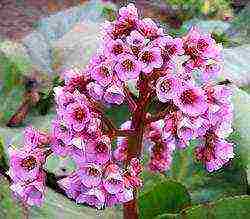 flower badan planting and care in the open field