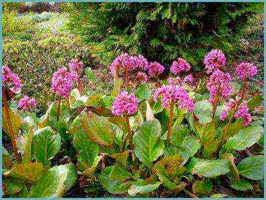 flower badan planting and care in the open field