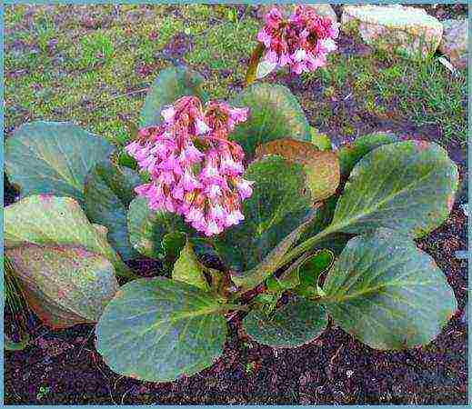 pagtatanim at pangangalaga ng bulaklak sa bukas na bukirin