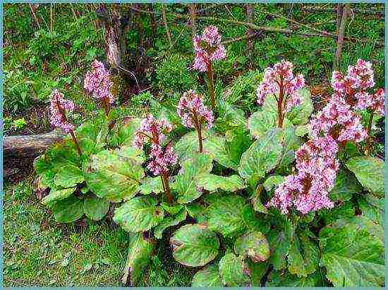 flower badan planting and care in the open field