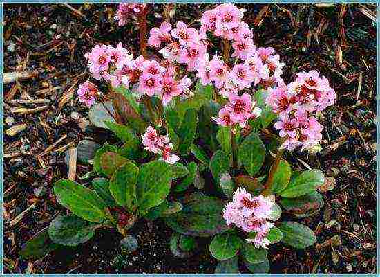 flower badan planting and care in the open field