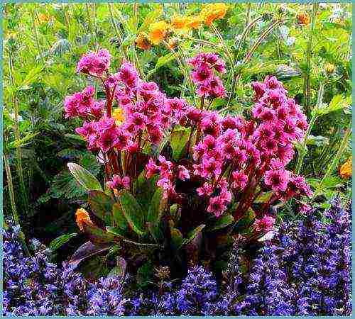 flower badan planting and care in the open field