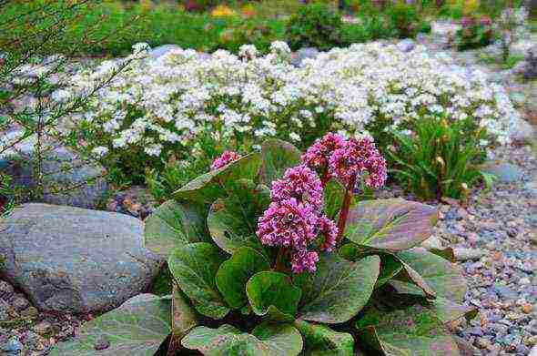 flower badan planting and care in the open field