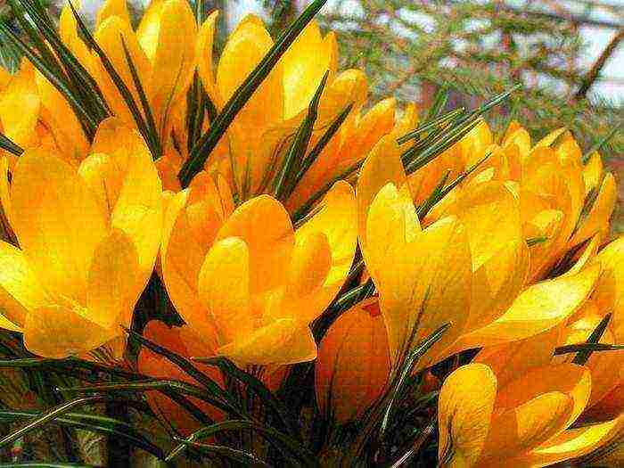 crocus flower how to grow at home