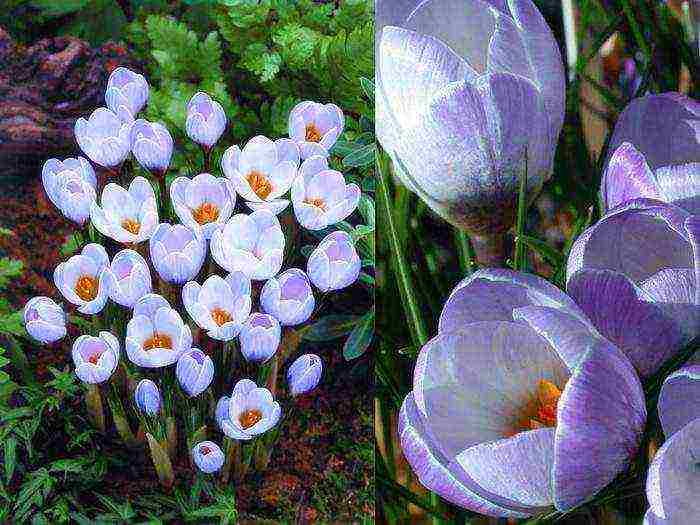 crocus flower how to grow at home