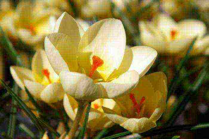 crocus flower how to grow at home