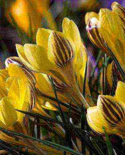 crocus flower how to grow at home