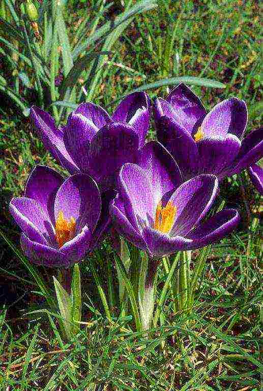 crocus flower how to grow at home