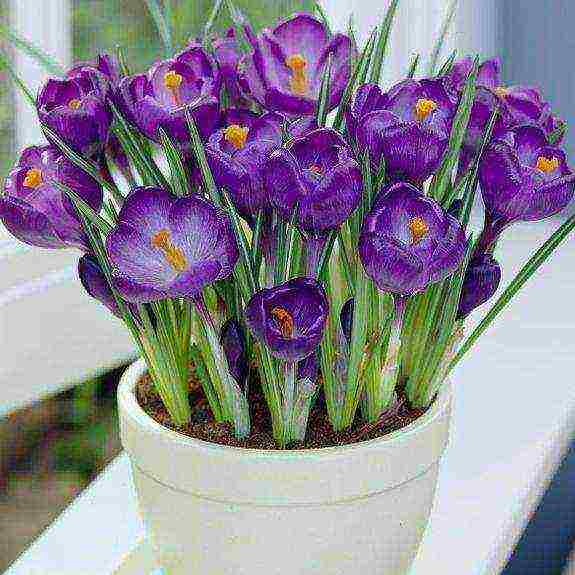 crocus flower how to grow at home