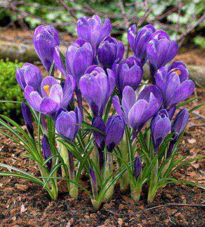 crocus flower how to grow at home