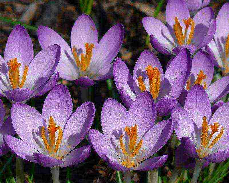 crocus flower how to grow at home