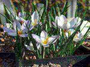 crocus flower how to grow at home