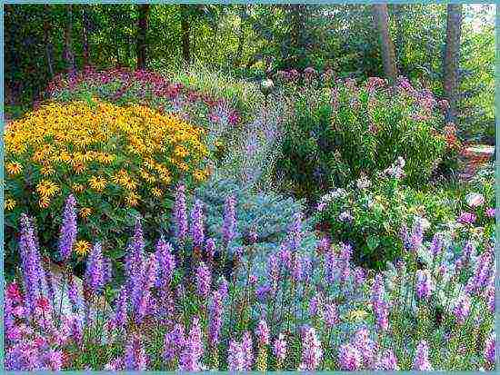 flower liatris planting and care in the open field